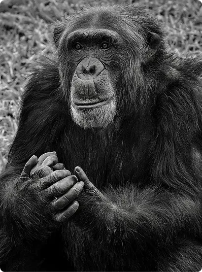Black and white photo of a chimpanzee holding hands