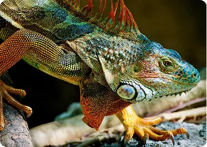 Colorful iguana walking on the ground