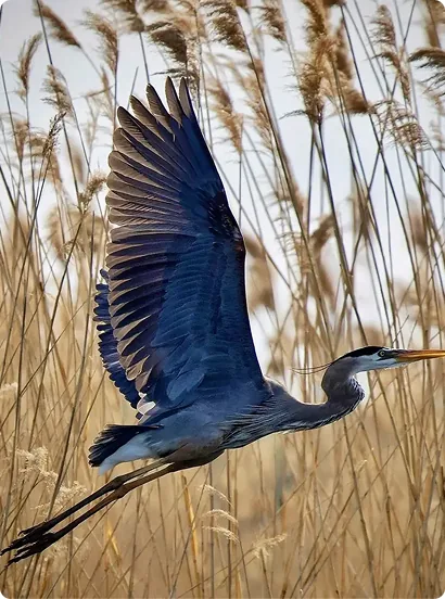 Large crane flying over the marsh