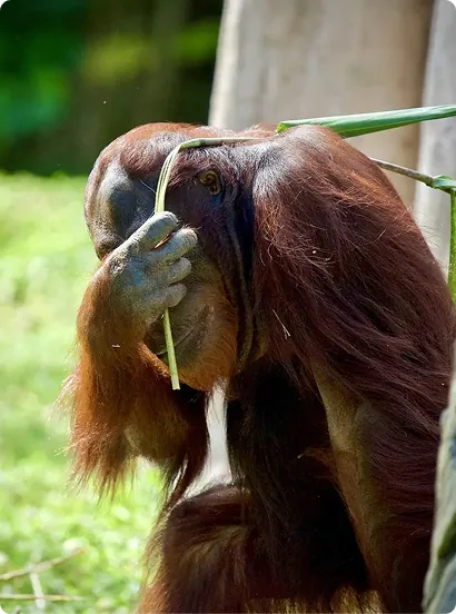 Orangutan hiding behind a leaf