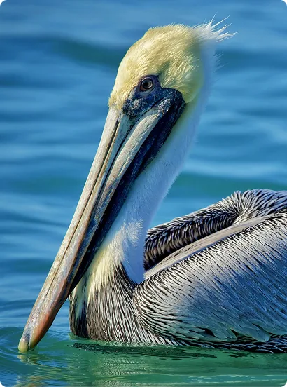 Pelican sitting in the water