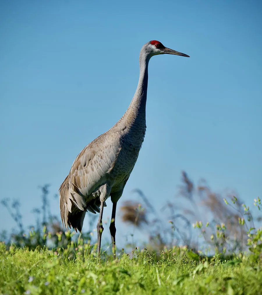 Big Bird Blue Sky