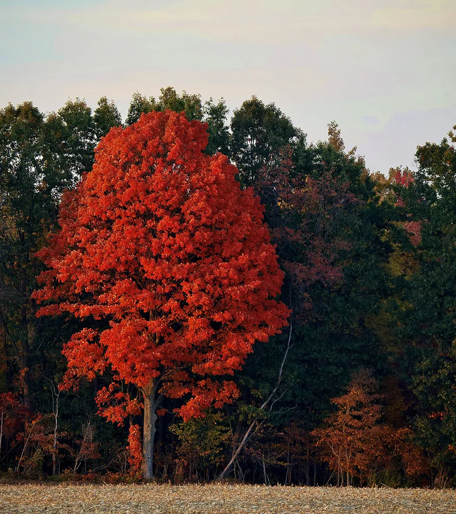 Fall Maple