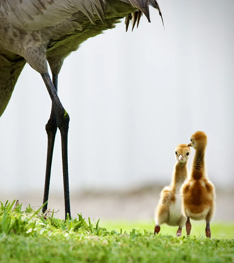 Family Foraging