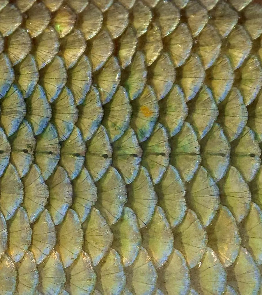 Fish Scales
