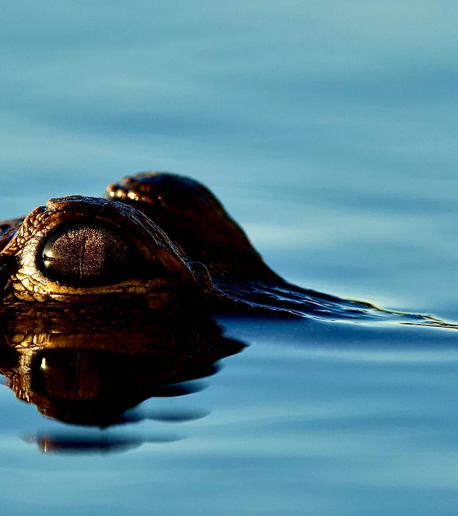 Gator Eye