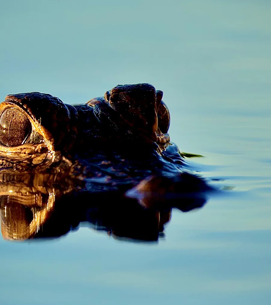 Gator Glance