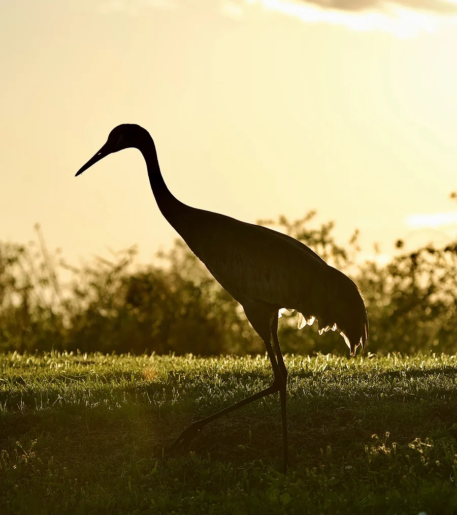 Golden Hour Crane
