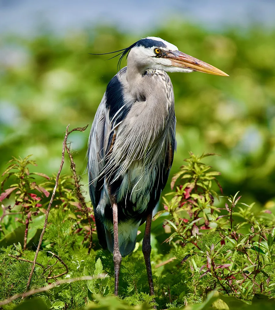 Great Blue Spring