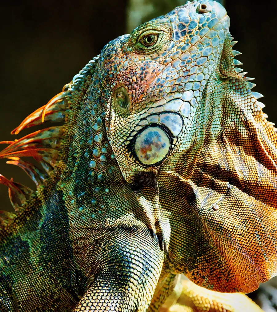 Guana Grande