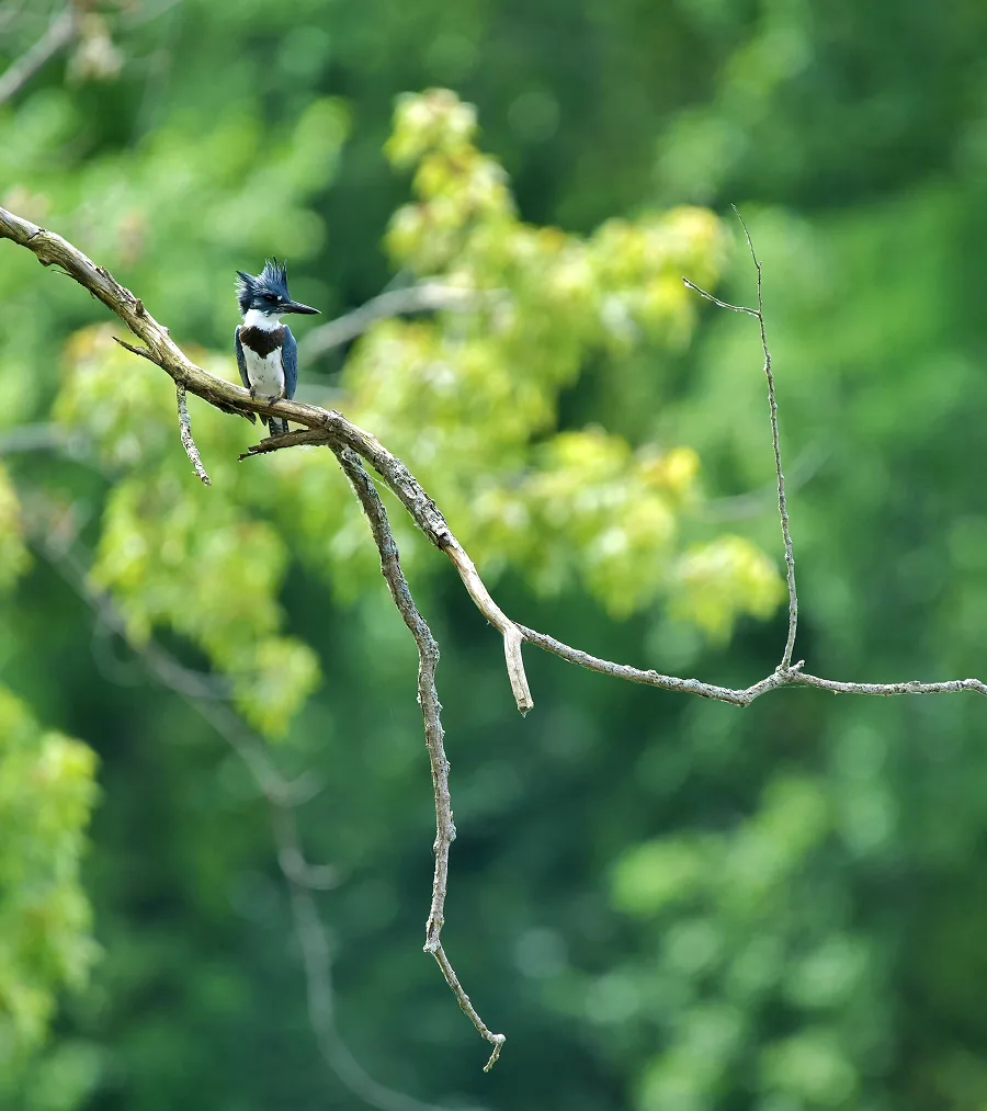 Kingfisher's Throne