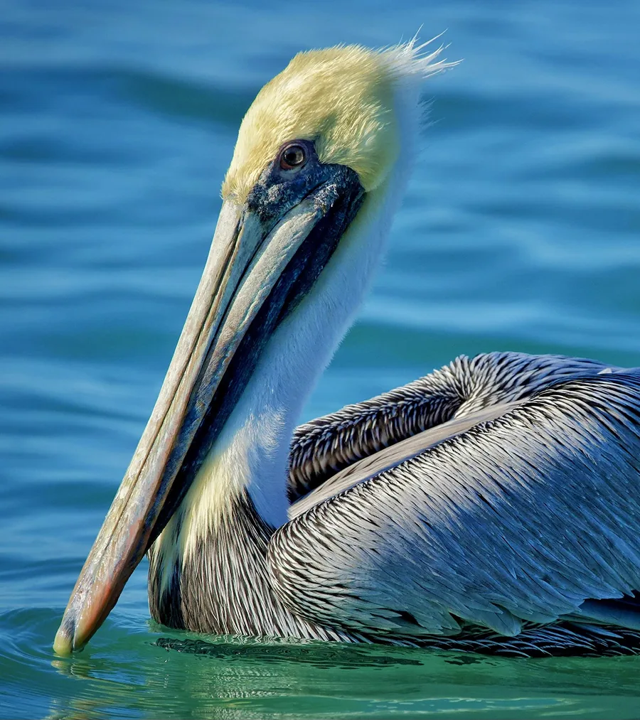 Pelican in Paradise