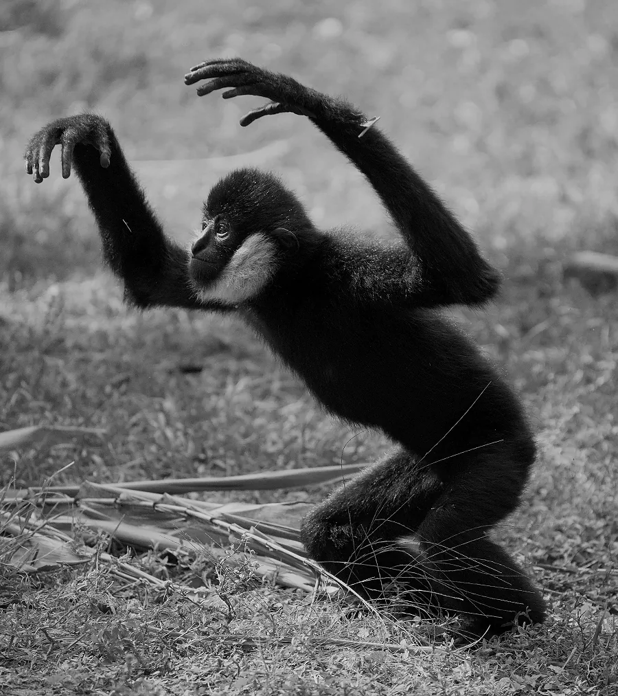 Playful Primate