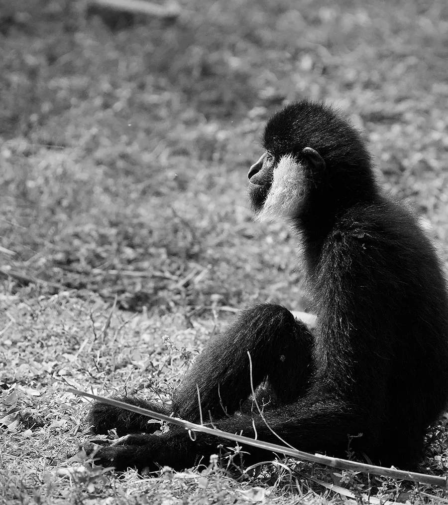 Pondering