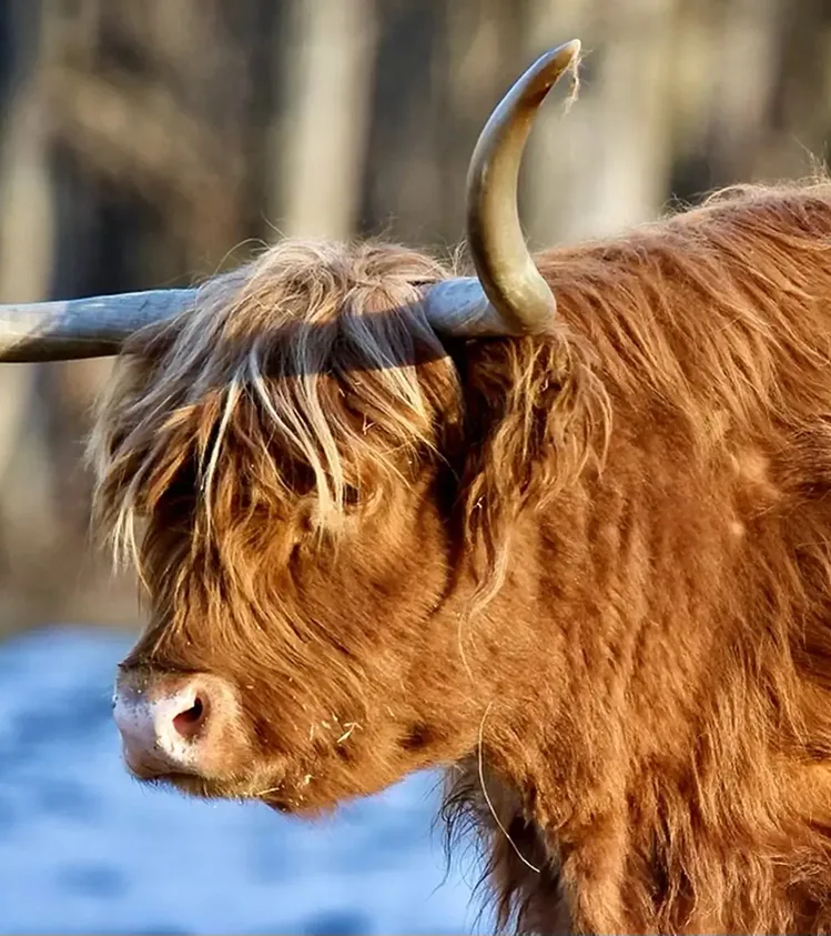 Scottish Cowdie in the Mornin'