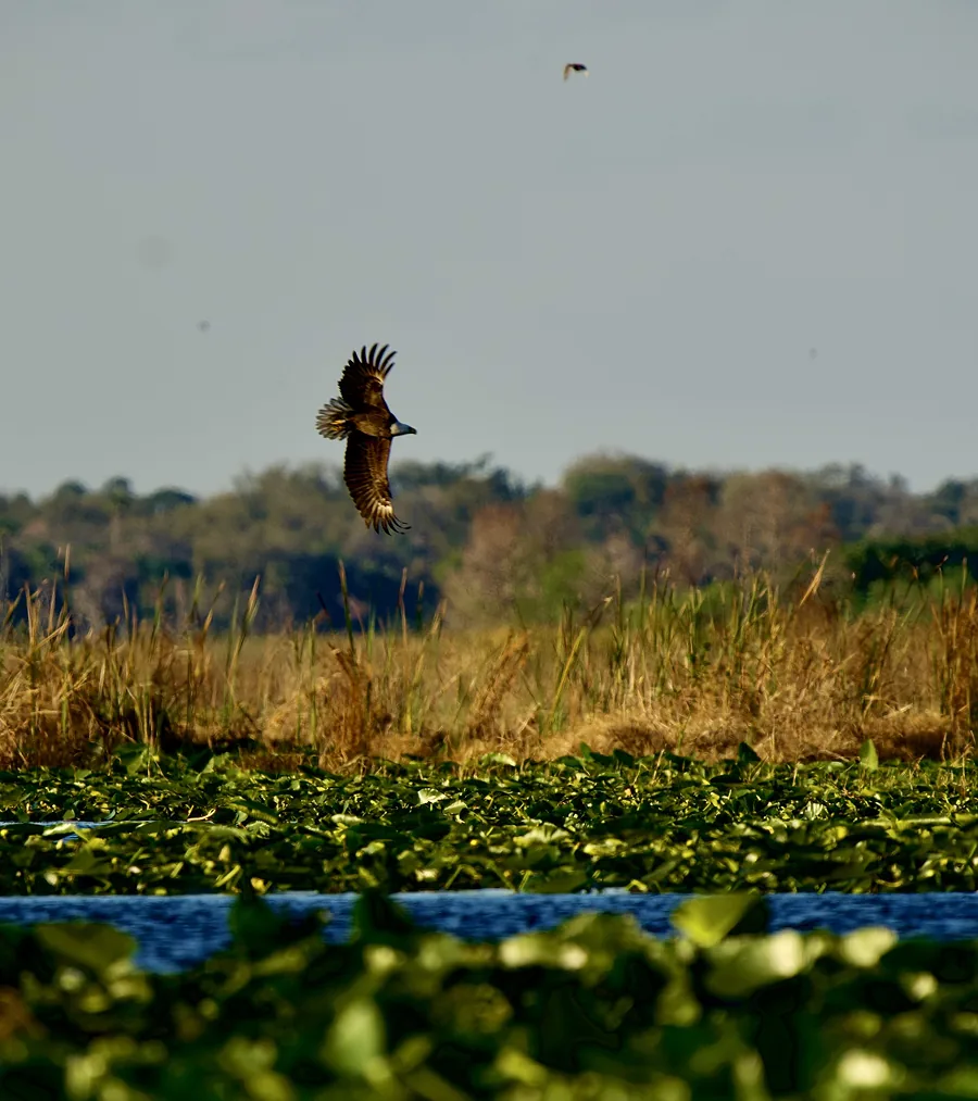 Wild Florida