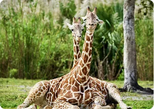 Two giraffes laying together